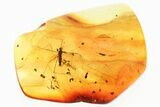 Detailed Fossil Crane Fly and Springtail in Baltic Amber #352776-1